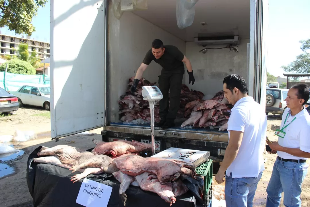 2.156 kilogramos de carne de chigüiro fueron incautados por la Policía Nacional y Corporinoquia en el departamento de Casanare.